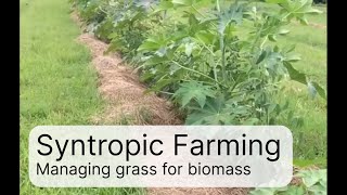 8 mth Syntropic Farming experiment - using grass for biomass