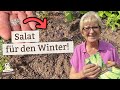 Säe zur richtigen Zeit und ernte diesen Salat im Winter!