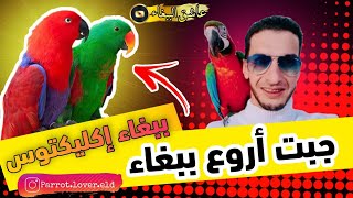 شريت🤑 احسن زوج ببغاء الاكلكتوس وببغاء الالكساندر🔥🥇