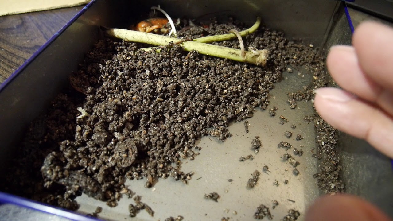 バルちゃん２号をミミズ飼育ボックスに入れています 僕たちも食物連鎖の中の一員 ザリガニをyoutubeで釣ったぞー Youtube