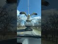 Most Unexpected Sight On The Highway! Giant Seagull Surprise 😂