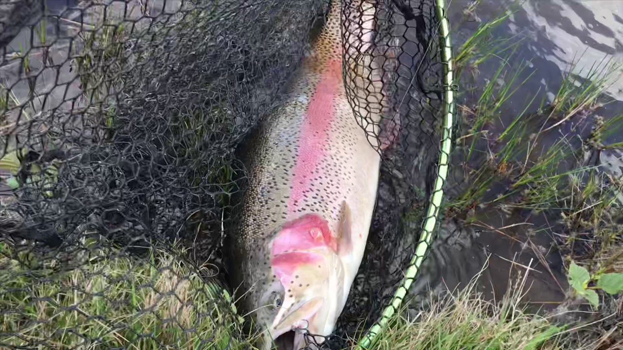MUSH gennemløber til store ørreder i Tusågaard sø 4