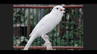 Burung Kenari Belgia Bernyanyi Sangat Keras | Lagu Kenari Belgia untuk Melatih Kenari Muda Bernyanyi | 2