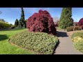 Spring garden tour part 2  beautiful conifer gardens pushing new growth gardentour garden tree