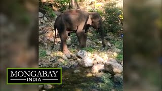 Pregnant wild elephant before it died on May 27 in Palakkad, Kerala