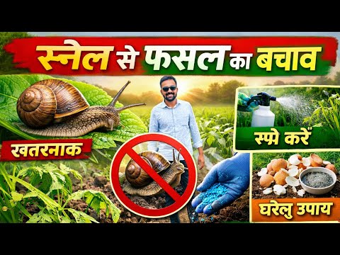 Snail se bachav // स्नेल से बचाव // जलोक से फसल को कैसे बचाए #snail #snail_kill