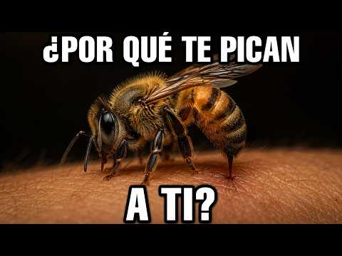 ¿A quién pican más las abejas?