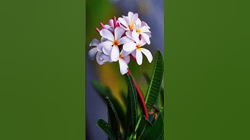 سبحان الله وبحمده سبحان العظيم #القرآن_الكريم #سبحان #آيات
