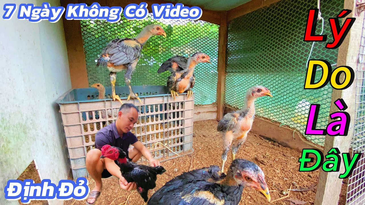 Buồn Quá Lý Do 7 Ngày Không Có Video - Đàn Gà Con Đã Ra Dáng / Định Đỏ