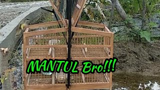 Pikat ciblek dekat paret sawah, MANTUL bro
