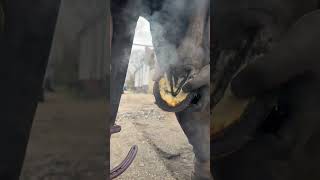 That Was A Hot One #Farrier #Asmr #Satisfying #Horse #Shortswithcamilla