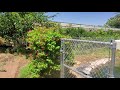 Growing Rangoon Creeper vine in Arizona