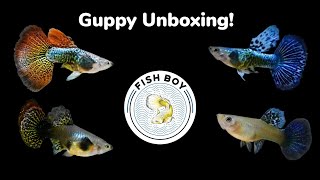 Guppy Unboxing Red Dragon Halfmoon And Blue Dragon Guppies Ordered From A Risky Seller