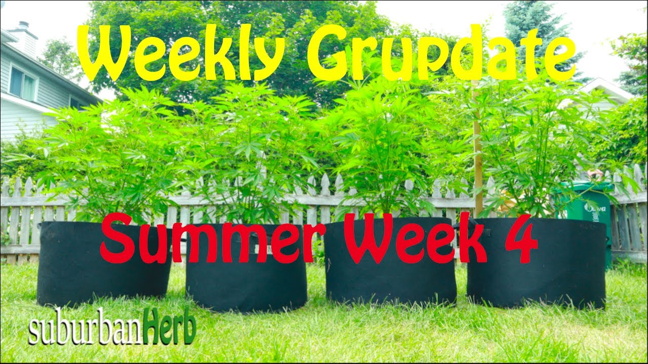 Outdoor Cannabis Grow in Ontario Canada. Week 4. Featuring Iranian Diesel, G-13 and autoflowers.