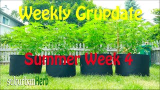 Outdoor Cannabis Grow in Ontario Canada. Week 4. Featuring Iranian Diesel, G-13 and autoflowers.