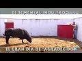 El Semental Indultado, Gran Día De "Agradecido".