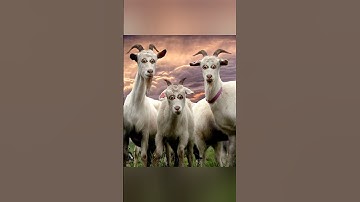 What If Animals Eyes were Front #shorts