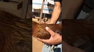 kelso hatch #rooster #chicken #hen #chickenbreeds