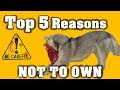 TOP 5 Siberian Husky *WARNINGS* To Know BEFORE Buying! の動画、YouTube動画。