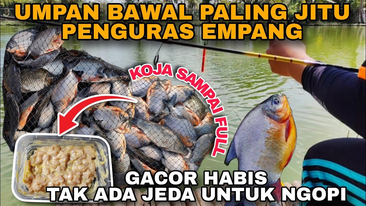 GAWAAT BISA BISA DI USIR PEMILIK KOLAM .... GACOR SADIS SERASA MANCING DI KOLAM PELIHARAAN ...