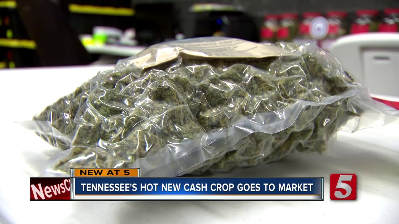 Hemp is Tennessee's next big cash crop
