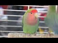 lovebirds hd