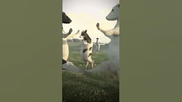 علاوي علاوي لاوي لاوي علاوي 