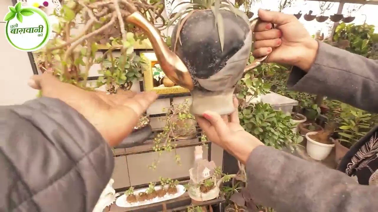 चाय की केतली, पुरानी मटकी, शंख जैसी ढेरों पुरानी चीज़ों में बागवानी 😱 Use of Waste in Garden 🪴Part-04