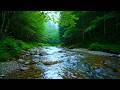 Deep Sleep &amp; Stress Relief with Peaceful Forest River Sounds and Birds Singing Nature Ambience ASMR!
