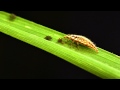 Green lacewing larvae vs. bird cherry-oat aphid