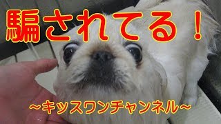 KiSSWann(キッスワン) 詳しくは⇒⇒⇒http://kisswann.com 『トリミングに...