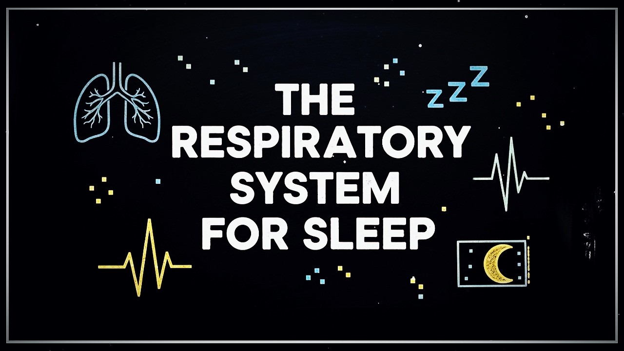 Anatomy & Physiology for Sleep: The Respiratory System to Fall Asleep To