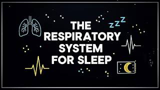 Anatomy & Physiology for Sleep: The Respiratory System to Fall Asleep To