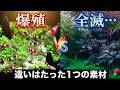 同じ管理なのに"増える水槽"と"増えない水槽"…原因はコレでした【エビ繁殖】アクアリウム