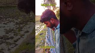 “Jinjuwa Grass சாகுபடி | குறைந்த செலவில் அதிக மகசூல் 🌱🐄” #JinjuwaGrass#GuineaGrass #TamilFarming