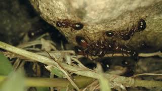 Ants: The Tiny Superheroes of Nature! 🐜💪 | Mind-Blowing Ant Facts You Didn't Know!