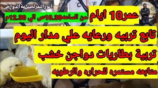 تربية دواجن بطاريات خشب عمر 10 ايام/كل التفاصيل / انورالنمرلصناعةالدواجن