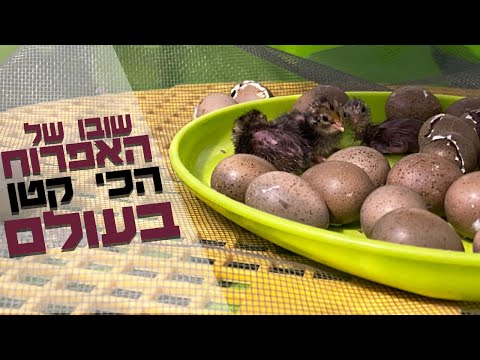 אפרוח כל כך קטן וחמוד של שליו סיני שוב בוקע אצלנו במדגרה