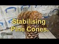 Stabilising pine cones