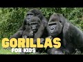 Gorillas For Kids Learn All About These Gentle Giants Gorillas For Kids Learn All About These Gentle Giants