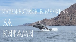 видео: Как погладить кита картинка: Как погладить кита