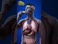 Soursop Digestion Inside Human Body | 3D Medical Anatomy Animation | BodyRoute3D #digestiveprocess
