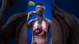 Soursop Digestion Inside Human Body | 3D Medical Anatomy Animation | BodyRoute3D #digestiveprocess