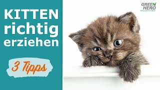Kitten richtig erziehen   3 Tipps zur Katzenerziehung