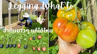 มะเขือเทศลำตันยาวๆแก้ได้ไหมพร้อมที่จะปลูกแล้ว Can Leggy Tomatoes be Fixed #ปลูกผักกินเองในอังกฤษ