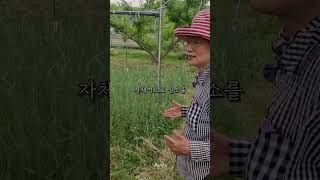 지심농원의 초생재배 이야기 #초생재배 #친환경농업 #지속가능성 #유기농 #유기농복숭아 #쇼츠