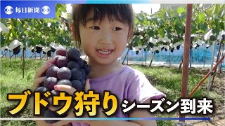 ブドウ狩りシーズン到来 １年かけて育てたブドウ味わって