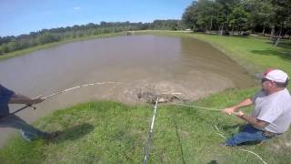AGFC Nuisance Alligator Capture