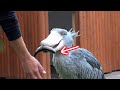 Futaba receives a rainbow trout by the caretaker☆大好きなお兄さんからニジマスをもらうハシビロコウ Shoebill FUTABA 2020_10