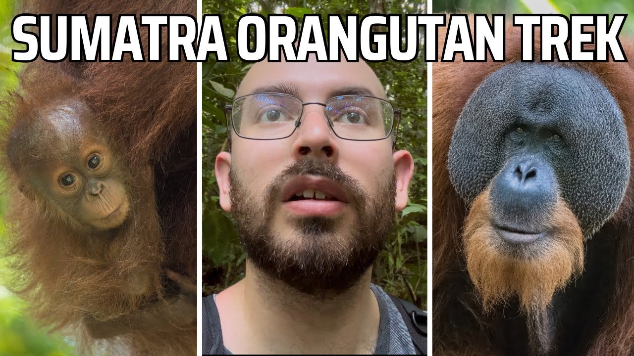 Sumatra Orangutan Trekking